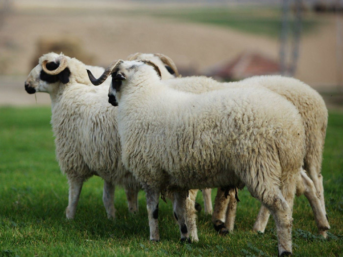 KARATAY Adakcı Adak Kurban Selçuklu Adakcı Meram