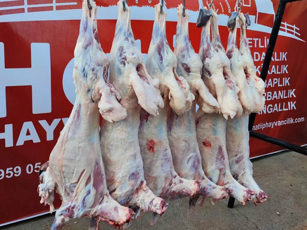 Hatiip  konyada adakçı, konya adakçısı, konya adaklık, adaklık, adaklık koyun, adaklık koç